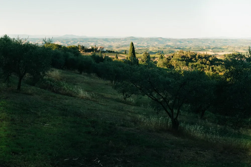 Vegetación y olivos en un terreno de paisaje mediterráneo